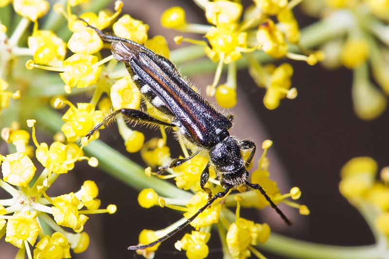 Stenopterus ater